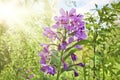 Purple fireweed flower on a blurred green natural background in the sunshine