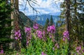 Purple Fireweed Wildflowers, ski trails during the summer, Vail, CO