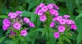 Purple flame flowers of garden phlox Phlox paniculata. Flowering pink phlox in the summer garden. Royalty Free Stock Photo