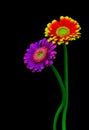 Purple and flaming red yellow gerber daisy flowers on black background Royalty Free Stock Photo