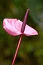 Purple flamingo flower