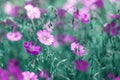 Purple flax flowers. Beautiful summer art image of nature. Selective soft focus
