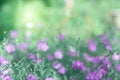 Purple flax flowers on a blurred green background. Beautiful art image. Selective soft focus Royalty Free Stock Photo