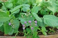 Purple Fleabane or little iron weed, perennial broadleaves weed