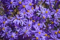 Purple Fleabane Tiny Flowers