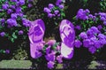 Purple flip-flops in a flowerbed of purple ageratums