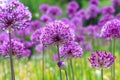 Purple floral landscape. Persian onion flowers. Violet floral composition