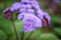 Purple floss flower of Ageratum Houstonianum flowering plant Royalty Free Stock Photo