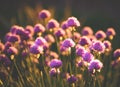 Purple flovers on sunset, field or garden