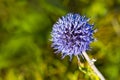 Purple flower