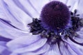 Purple flower Royalty Free Stock Photo