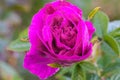 Up Close of a Purple Flower