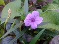 Purple flower above the leaves