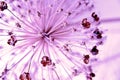 Purple flower abstract