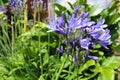 Purple flower of an agapanthus plant Royalty Free Stock Photo