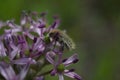 The purple flower of Allium ampeloprasum