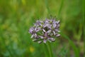 The purple flower of Allium ampeloprasum with an insect on it
