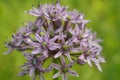 The purple flower of Allium ampeloprasum with an insect on it