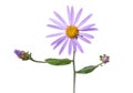 Purple flower of Alpine aster isolated on white, Aster alpines