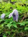 Purple flower - Alpine clematis - Clematis alpina