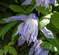 Alpine clematis `Frankie` climber plant