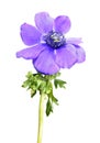 Purple flower of Anemone coronaria or Grecian windflower isolated on white