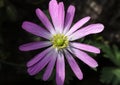 Purple flower Anemonoides blanda, syn. Anemone blanda, the Balkan anemone, Grecian windflower, or winter windflower in the garden Royalty Free Stock Photo