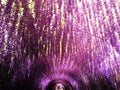 A purple flower arch, similar to a firework Royalty Free Stock Photo