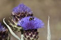 Purple flower of artichoke with bumblebee in pollen Royalty Free Stock Photo