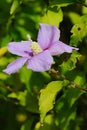 Purple flower and autumn leaves ose of Sharon, latin name Hibiscus Syriacus