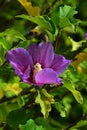 Purple flower and autumn leaves Rose of Sharon, latin name Hibiscus Syriacus Royalty Free Stock Photo