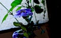 Decorative purple flower