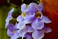 Decorative purple flower