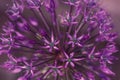 Purple flower background. Beautiful allium cristophii or persian onion close-up. Floral patterns and texture. Flower for postcard Royalty Free Stock Photo