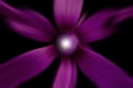 Purple flower background. With light shine from a violet flower in digital motion design effect on black background