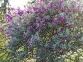 Purple flower Barometer Bush, Purple Sage, Texas Ranger, Silverleaf, Ash plant blooming in garden nature background Royalty Free Stock Photo