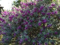 Purple flower Barometer Bush, Purple Sage, Texas Ranger, Silverleaf, Ash plant blooming in garden nature background Royalty Free Stock Photo