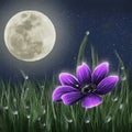 Purple Flower Bathed in Moonlight