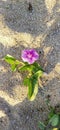 Purple Flower beach