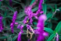 Purple flower with bee in Indonesian