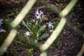 Purple flower behind fence calming nature groves