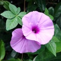 A purple flower behind the green Royalty Free Stock Photo