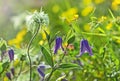 Purple flower bells Royalty Free Stock Photo