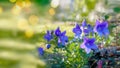 Purple flower bells blooms in the garden. Delicate blue flowers in the shape of a bell Royalty Free Stock Photo