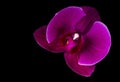 Purple flower On Black Backgroundtulip