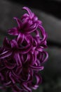 Purple flower