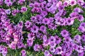 Purple flower blooming in garden