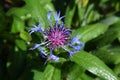 Purple Flower Blooming in the Garden - Close-Up