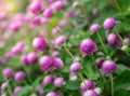 Purple flower blooming, Everlasting, Gomphrena