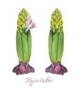 Purple flower of Blooming Hyacinth on a white background. Watercolor illustration